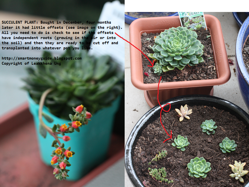 Smart Money Guide Repotting Succulents, Aloe Vera and Avocado Seeds