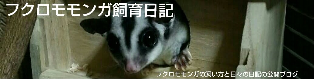 フクロモモンガ飼育日記