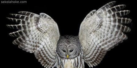a picture of owl