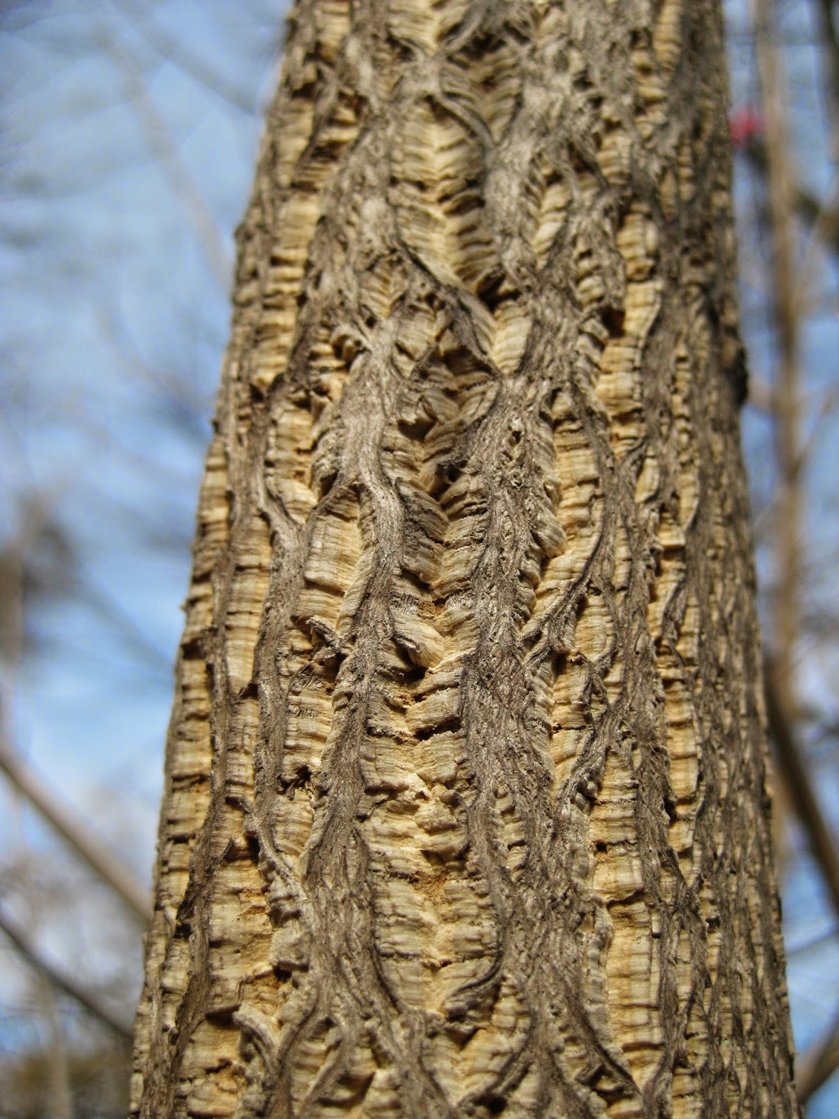 Barking Up the Right Tree Rotary Botanical Gardens