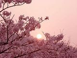 <b>青森県浅虫温泉</b>の四季～南部屋・海扇閣～: 弘前城 桜がきれいですよ