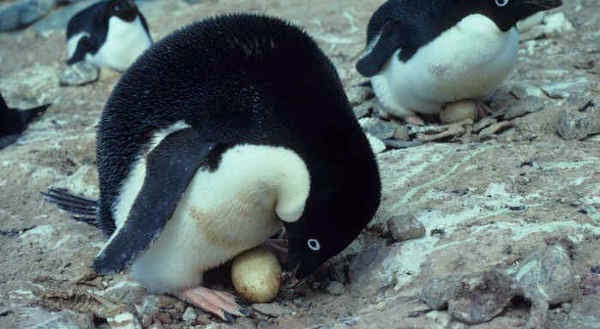 Uniknya Cara Berkembang Biak Penguin Zilzaal Uniknya Cara Berkembang Biak Penguin Zilzaal