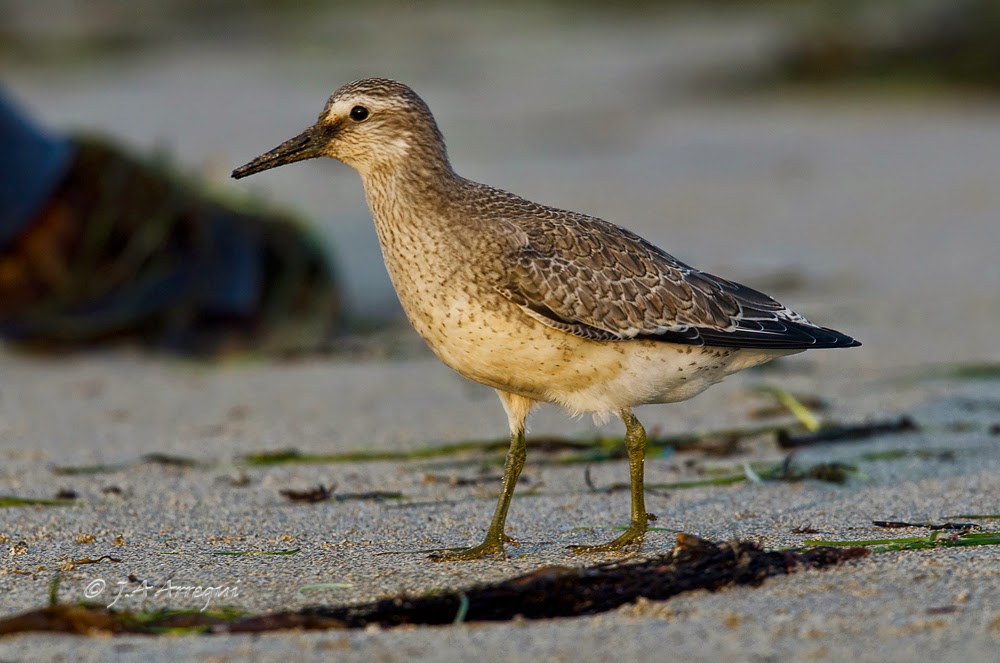 Correlimos gordo, Calidris canutus, Red Knot Correlimos gordo, Calidris canutus, Red Knot