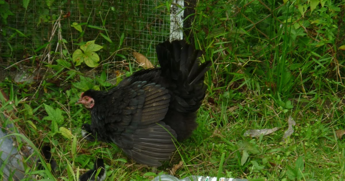 Ibu Ayam Beranak Empat?
