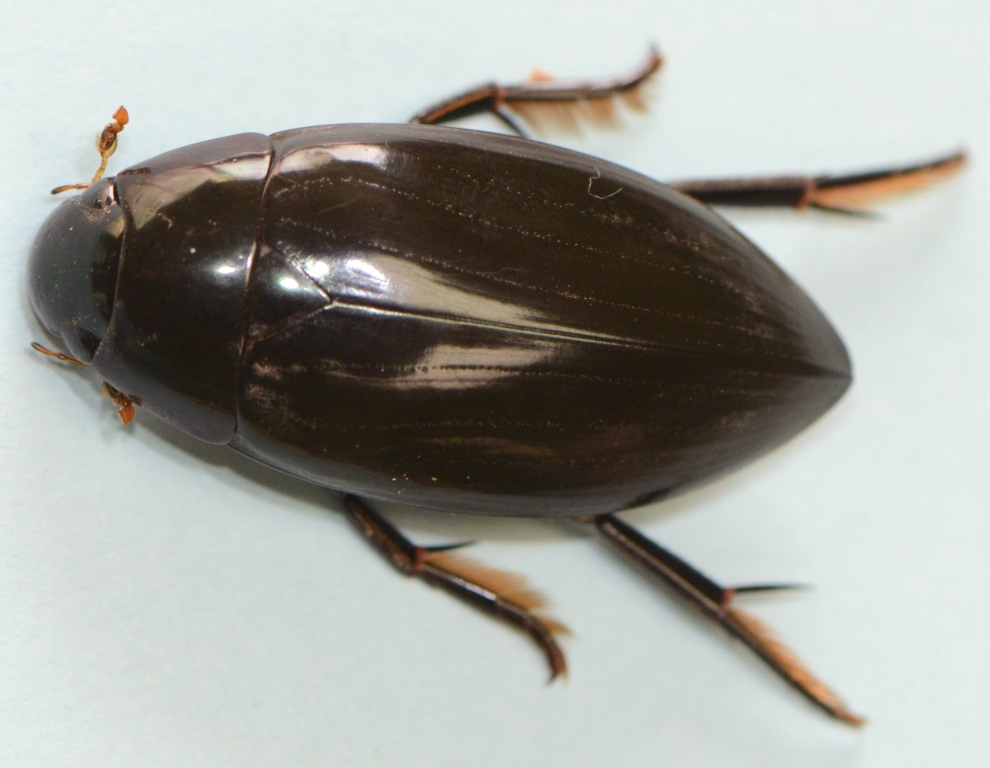 Giant Diving Beetle