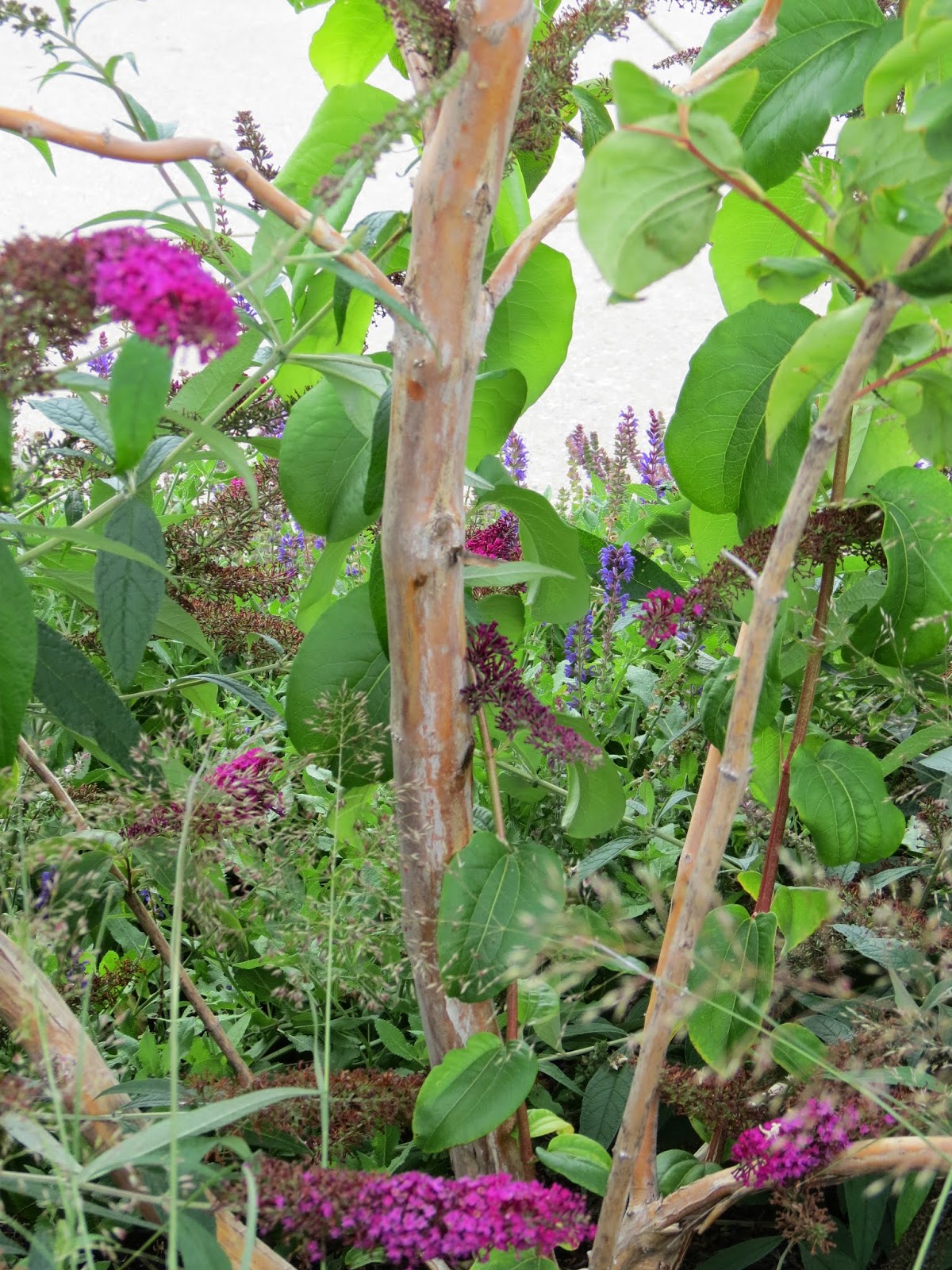 Growing With Plants