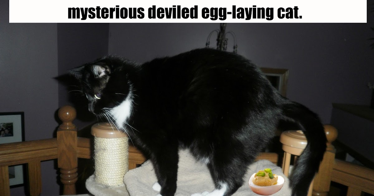 Catladyland Cats are Funny Cat Lays Deviled Eggs Happy Easter!