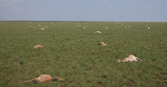 http://io9.com/over-120-000-saiga-antelopes-have-inexplicably-died-sin-1708176299