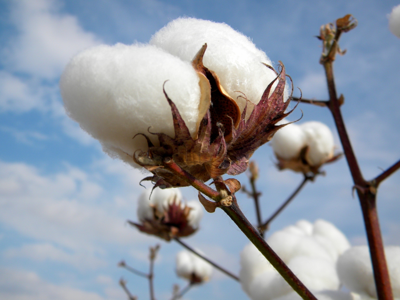 CollectIn Texas Gal Workday Wednesday Cotton Pickin' In Texas