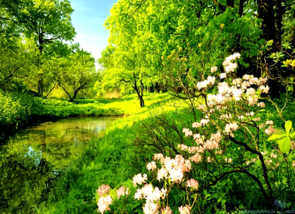 Wallpaper Nature Beauty Green Hd Pictures 4 HD Wallpapers Wallpaper Nature Beauty Green Hd Pictures 4 HD Wallpapers