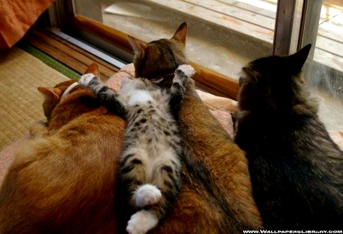 Free Funny Cat Free Funny Cat