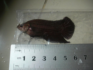 Cupang Betta Gt02 Besgel Giant Halfmoon Plakat Body 5 Cm