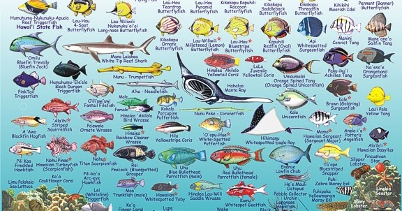 The Kaʻū Calendar News Briefs, Hawaiʻi Island: Ka`u News ...