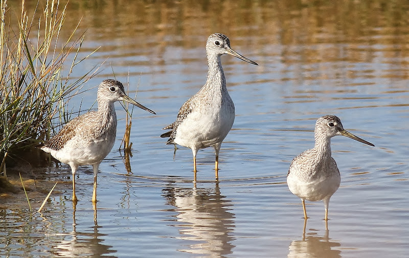 Spotted Redshank in pair