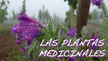 http://plantasmedicinalesdeltemazcal.blogspot.com/