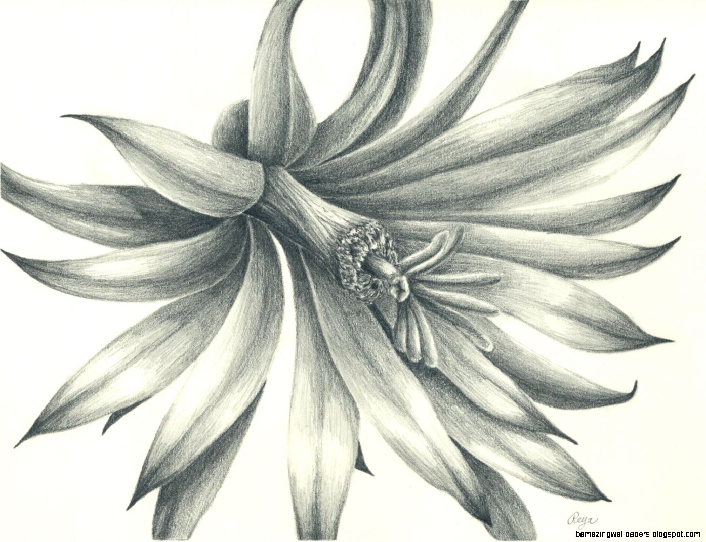 flowers drawings in pencil Free Large Images flowers drawings in pencil Free Large Images