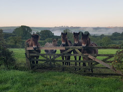 Exmoor Ponies - and Donk!