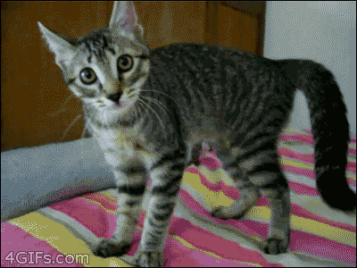 36+ Funny Cat Gif Png Pictures