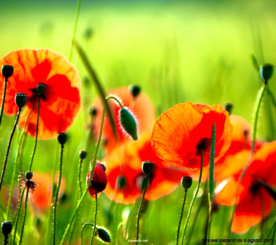 Beautiful Poppies HD Wallpapers Beautiful Poppies HD Wallpapers