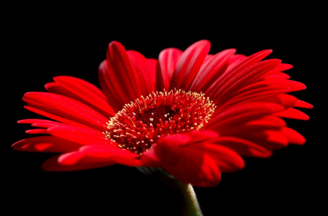 Red Flower Images 19 HD Wallpapers Red Flower Images 19 HD Wallpapers