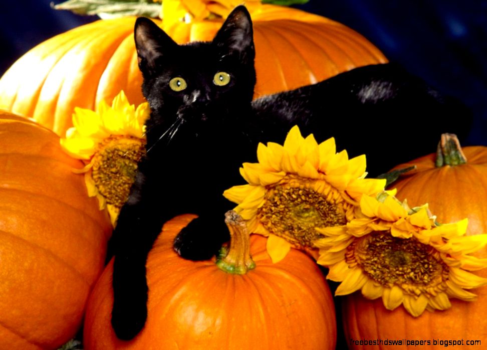 Halloween Black Cat wallpaper Halloween Black Cat wallpaper