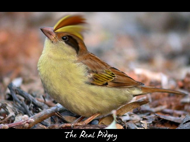 Real Life Pidgey