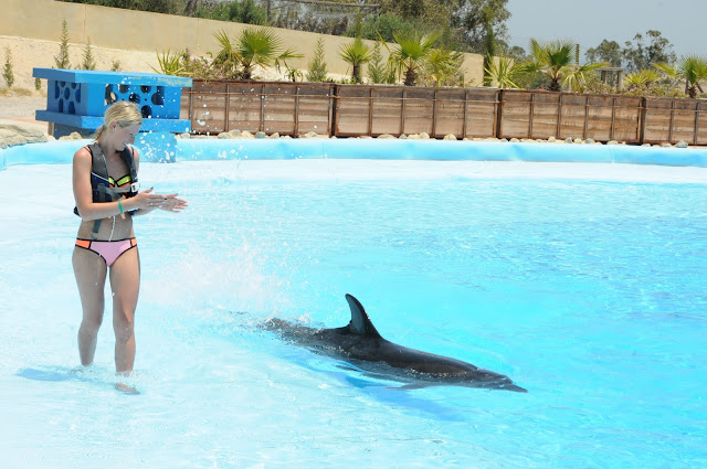 Swimming with Dolphins in Tunisia