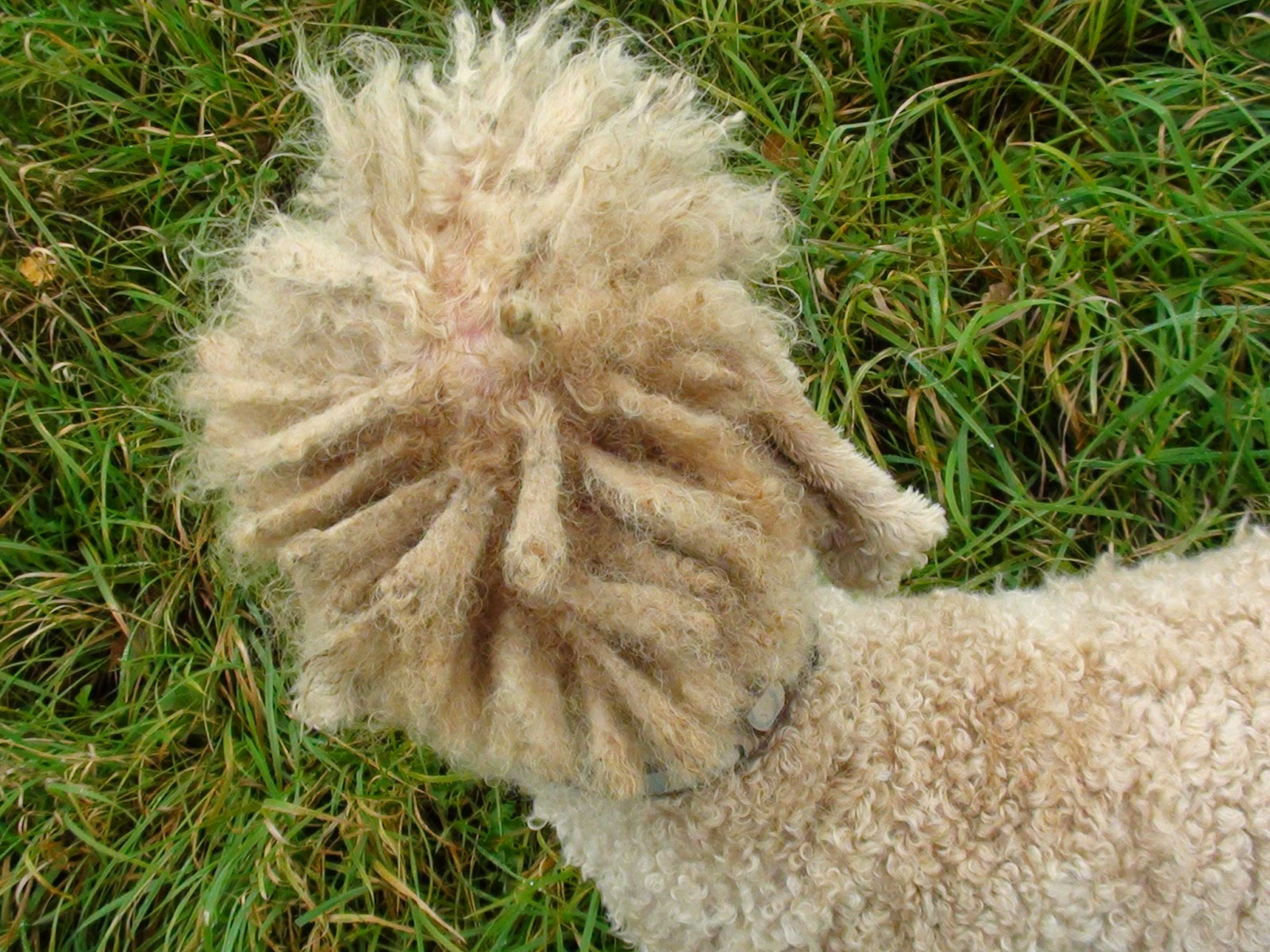 Adventures in Smallholding Lowmaintenance (and not so low maintenance