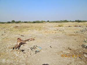A carcass in the "Cattle Graveyard".