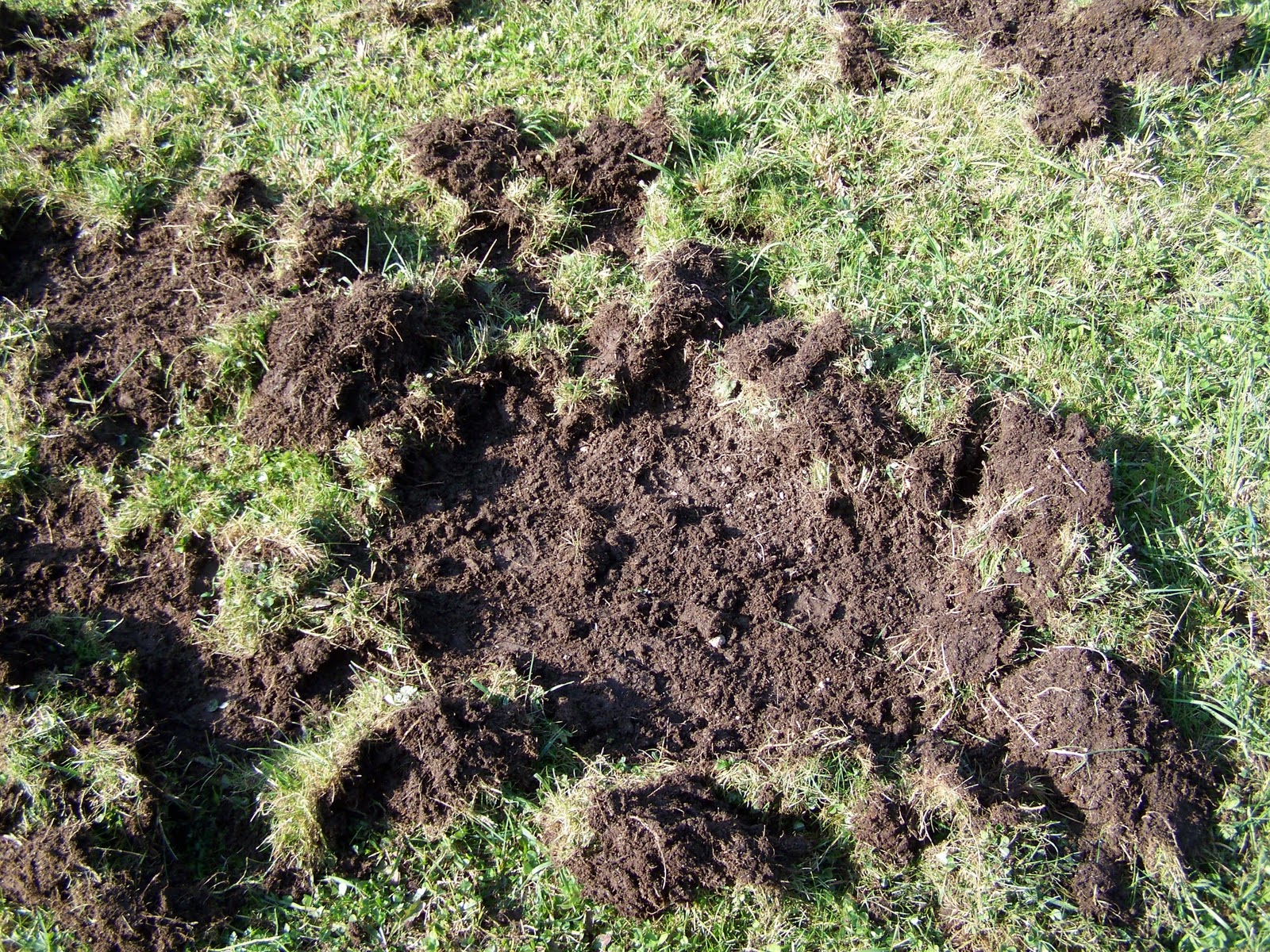 dachsspuren im garten