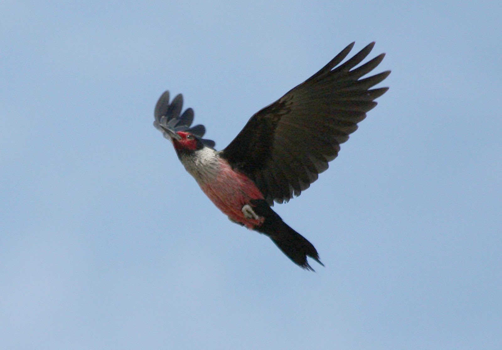 Lewis's Woodpecker