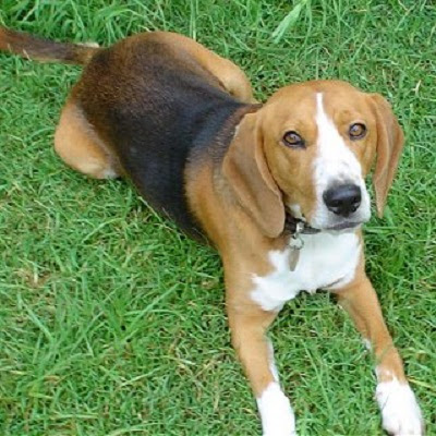 medium sized breeds medium sized breeds medium sized breeds medium sized breeds