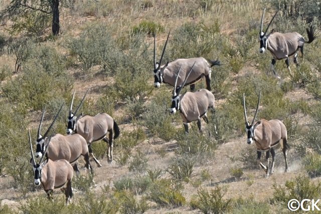 Oryxantilopen laufen die Düne runter, bergab ist für sie wohl etwas ungewohnt.