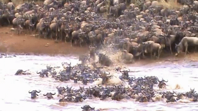 Image result for Wildebeest Migration funny gifs