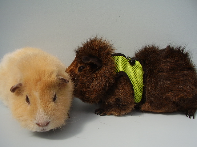 Guido Seizure Pig and his story (+pics) | The Guinea Pig Forum