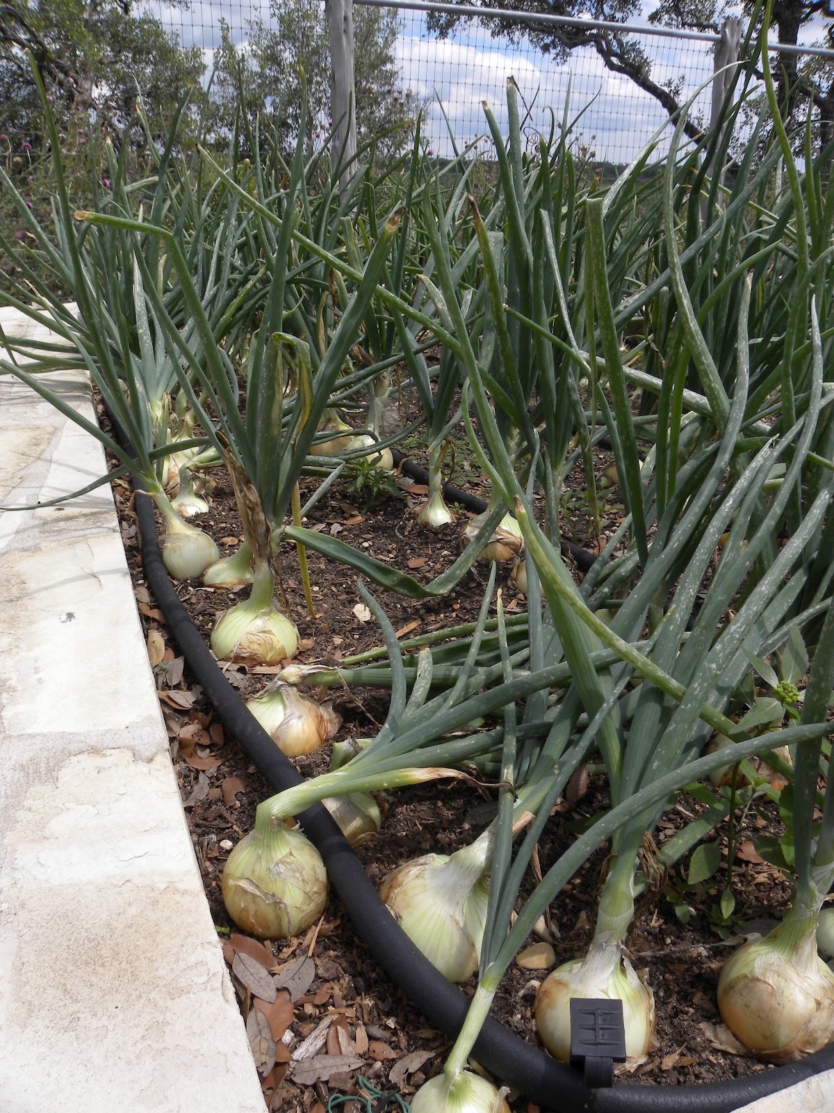 Diane's Texas Garden My Onion Harvest!