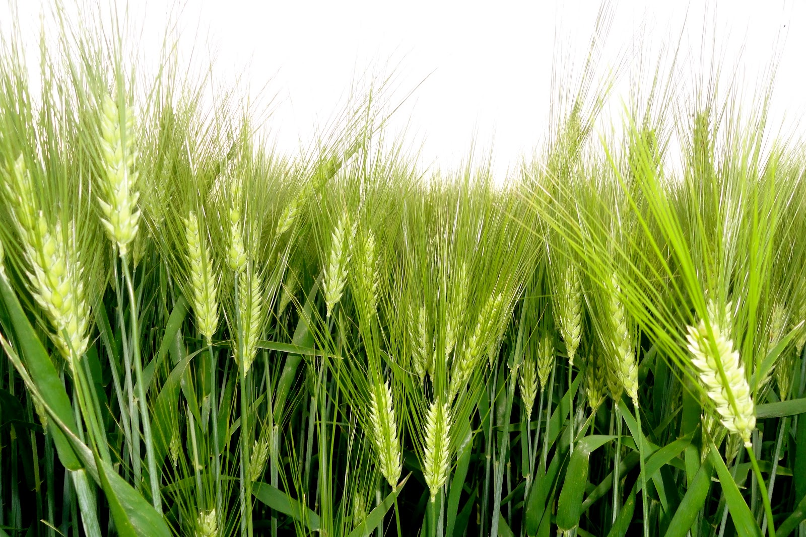 Griggs Dakota Ripening Barley