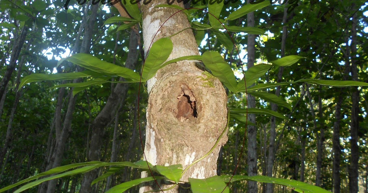 Forester Untad Blog Makalah Hama Dan Penyakit Tanaman Kehutanan