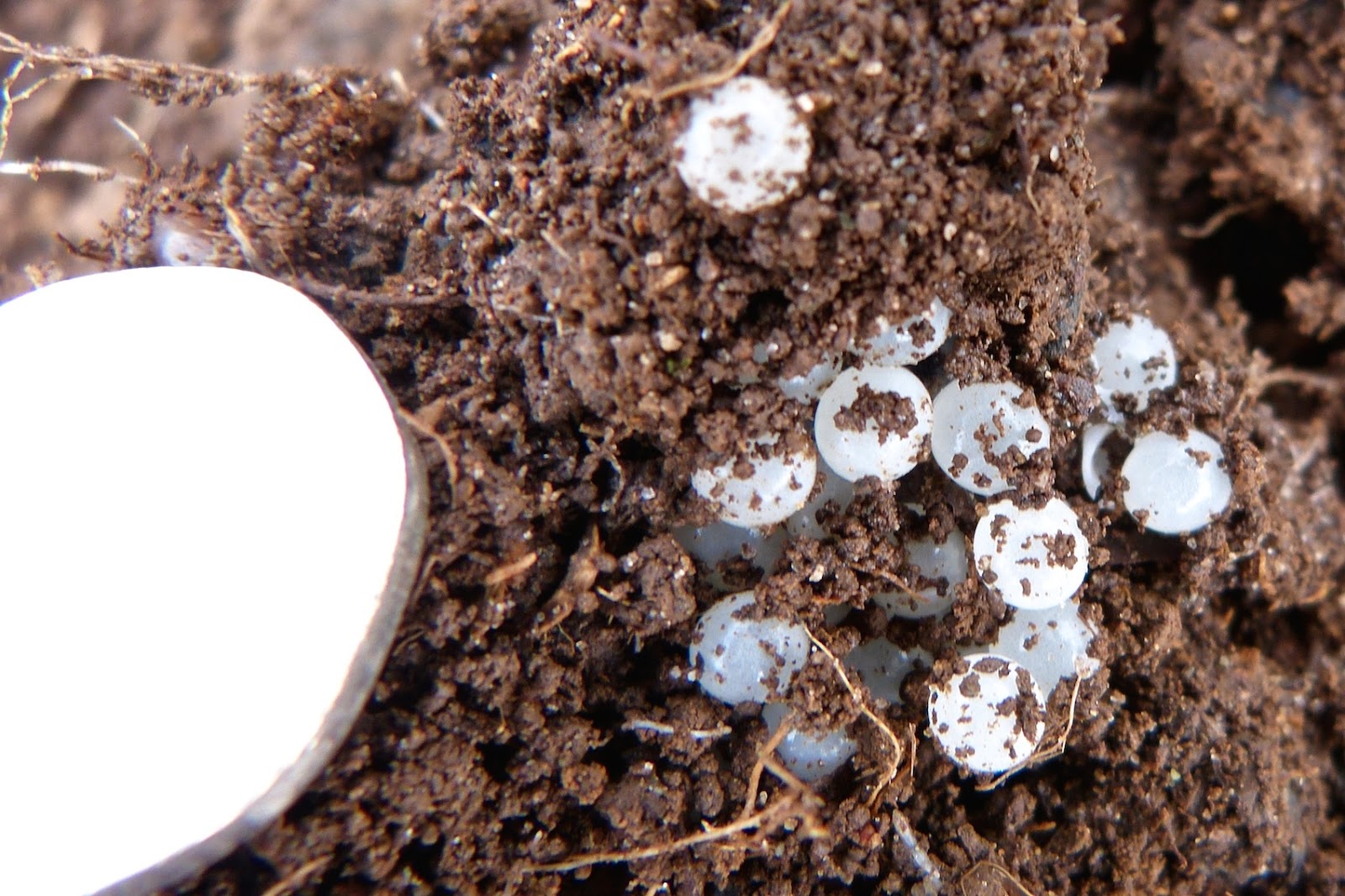 A Kilchoan Diary Eggs