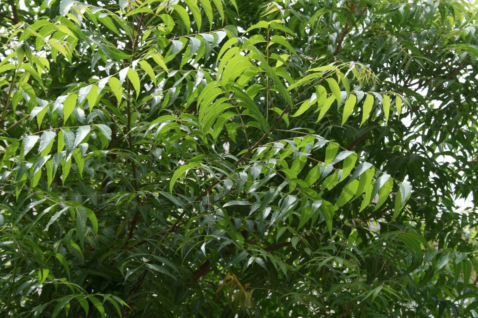 Neem Oil And The Tree From Which It Is Derived Are So Called From The From Sanskrit Nimba Neem The Magical Herb