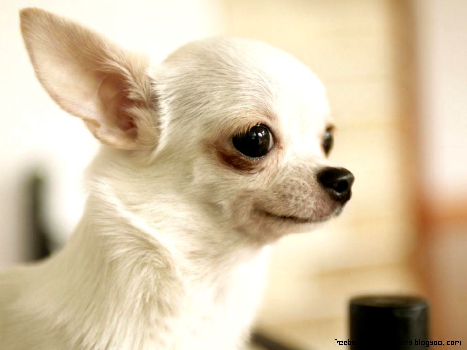 Cute Puppies Desktop Wallpaper Cute Puppies Desktop Wallpaper