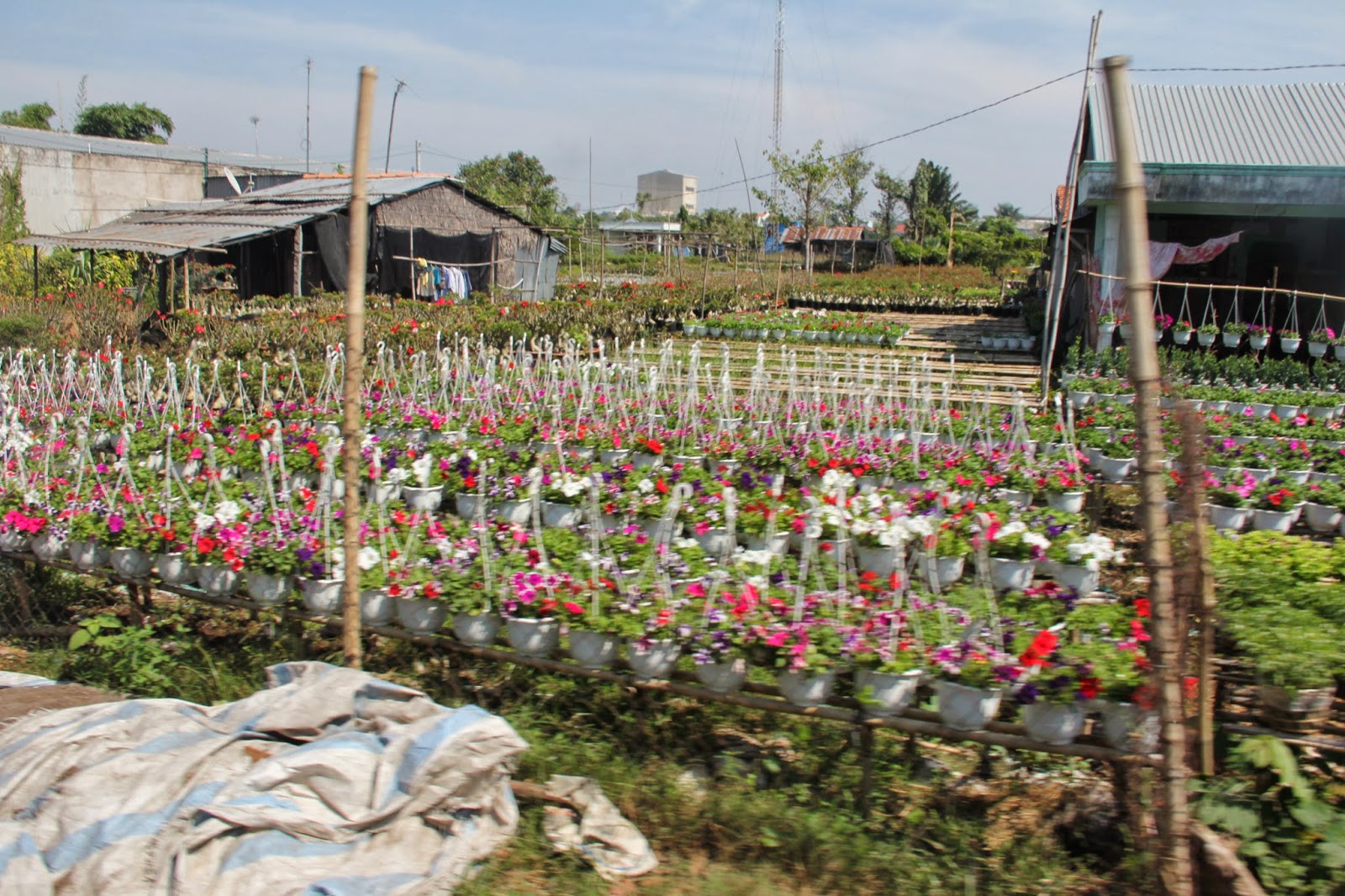 Flowering plants ready for sale in Sa Dec City, the "flower kingdom" of the Mekong Delta. Flowering plants ready for sale in Sa Dec City, the "flower kingdom" of the Mekong Delta.