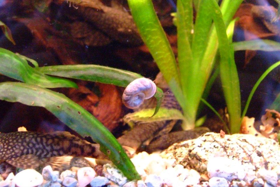 Chas' Compilation Ramshorn Snails in the Aquarium Good or Bad?