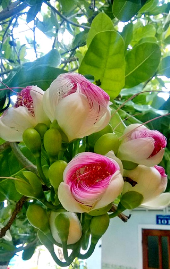 [Image: hoa-bang-vuong-3.jpg]