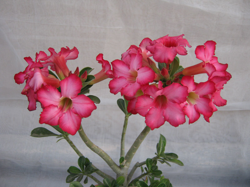 Plant Care for Adenium obesum Desert Rose Bonsai