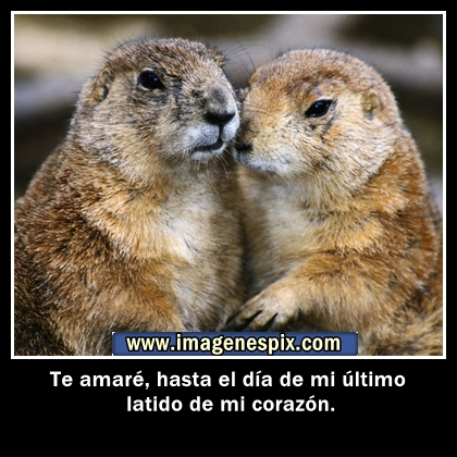 Imágenes bonitas de amor con frases de amor para etiquetar facebook