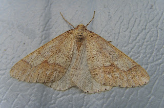 Dotted Border
