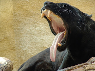 Funny Panther