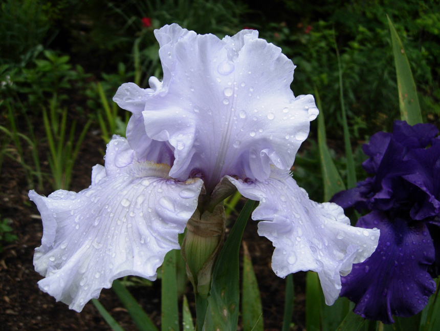 blue iris meaning blue iris meaning