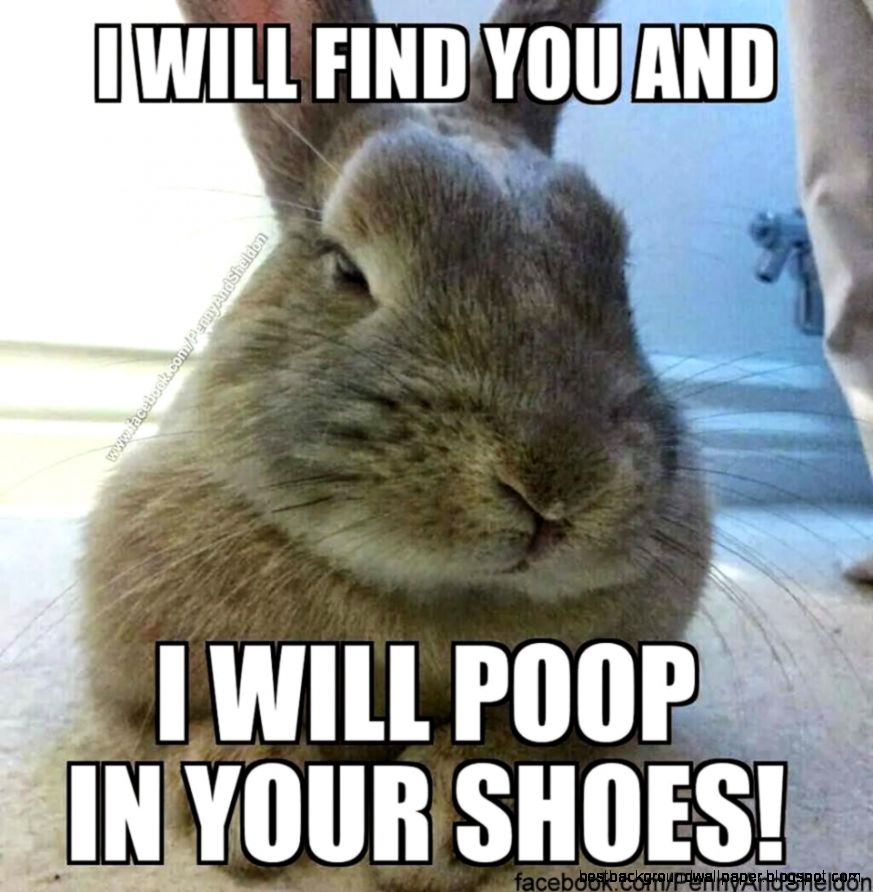 I Will Poop In Your Shoes Funny Bunny Meme I Will Poop In Your Shoes Funny Bunny Meme